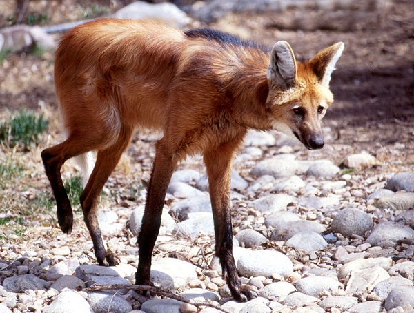 Maned wolf-Animals You Won't Believe Are Real