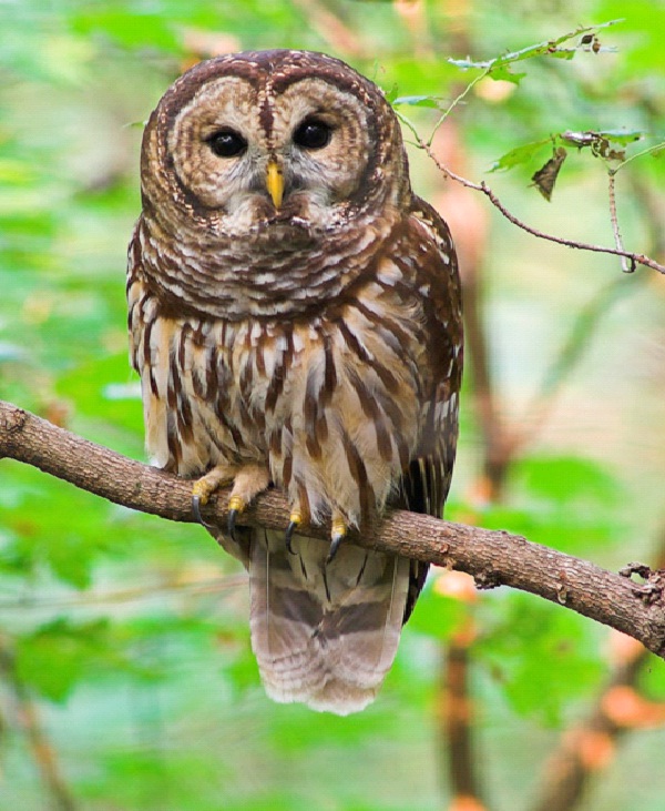 Barred Owl-Most Aggressive Birds