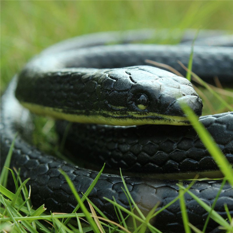 Hide a Rubber Snake in Lawn-15 Simple Yet Hilarious April Fools' Day Pranks You Didn't Know
