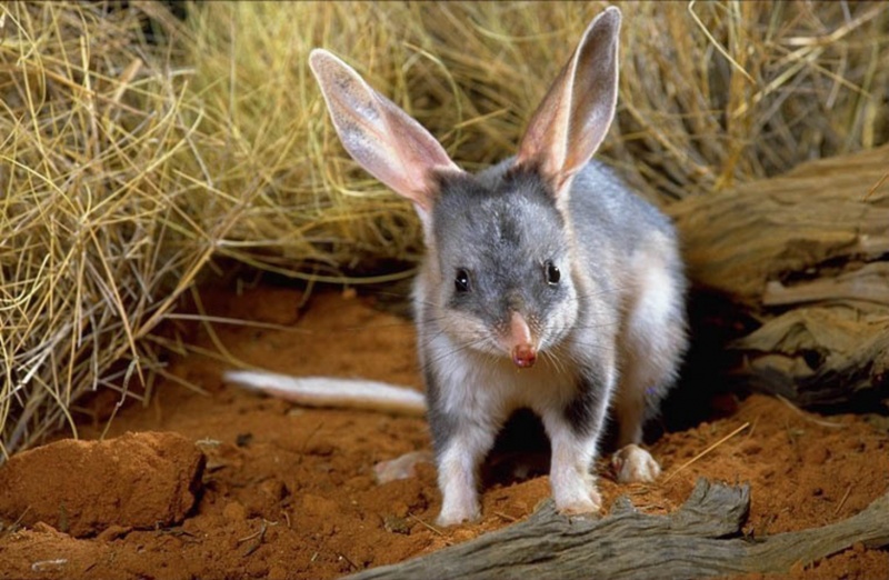 Bilby-15 Super Cool Animals That You May Find Only In Australia