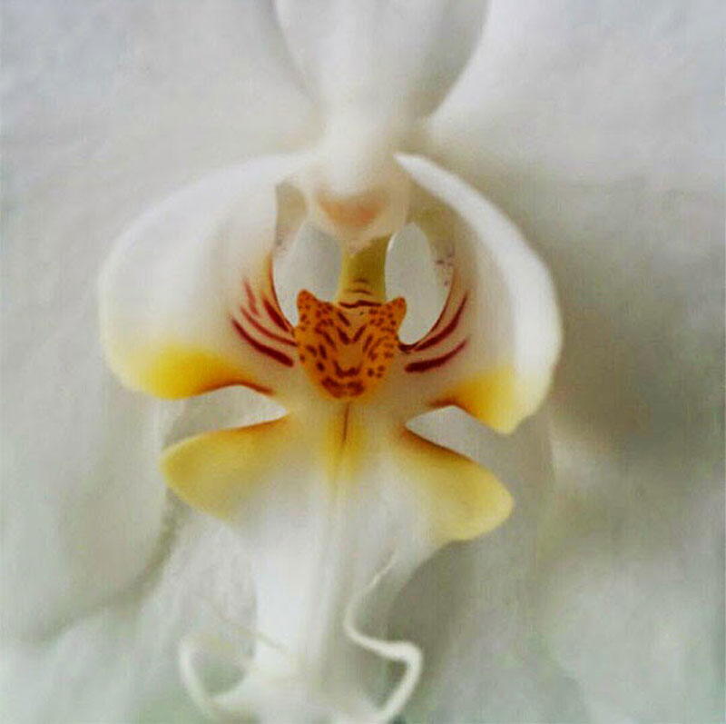 Tiger Face Orchid-15 Awesome Flowers That Don't Look Like Flowers At All 