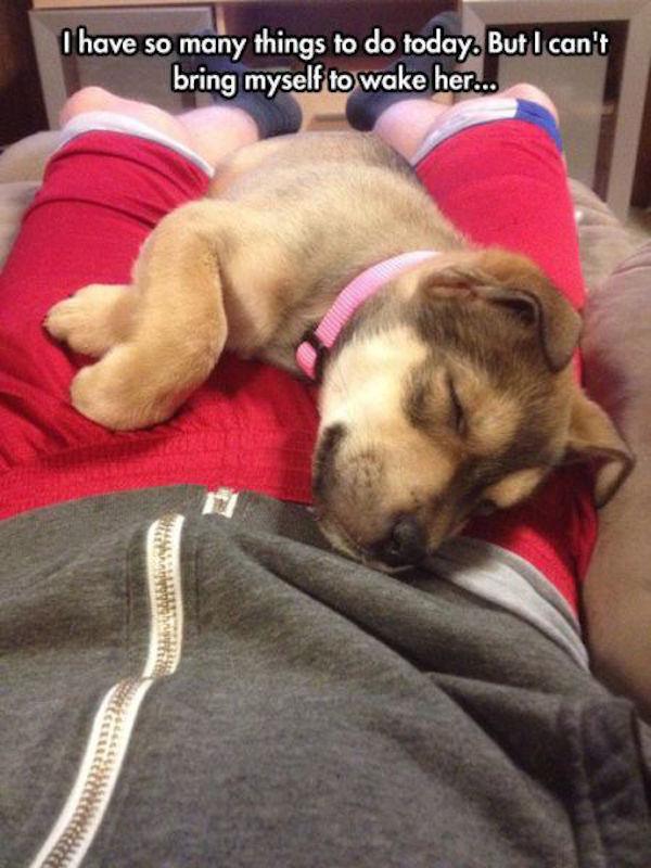 Puppy Love-15 Images You Can Relate To If You Own A Dog