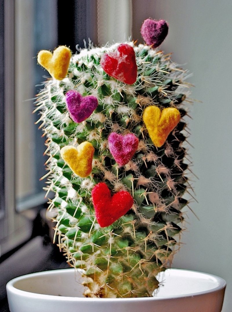 Cactus Love-15 Disgusting Valentine's Day Gifts Ever