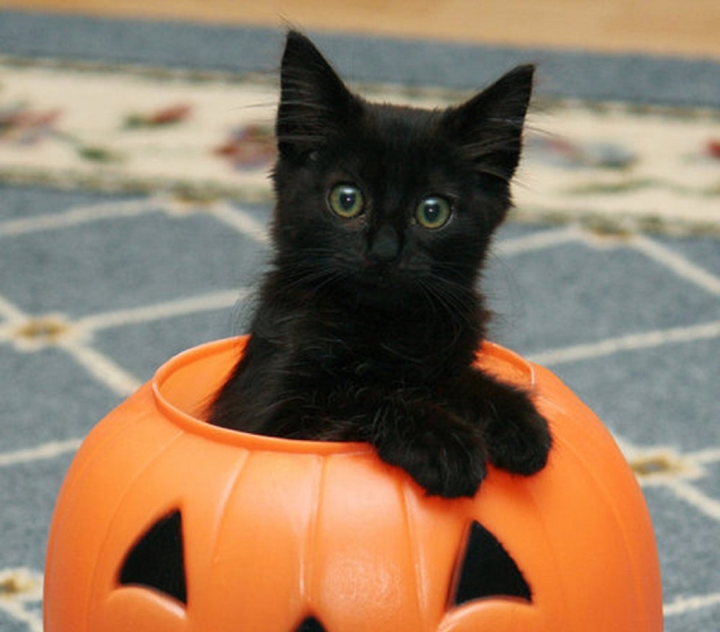 A Cat-15 Weird Things Kids Got On Halloween Trick-or-Treat