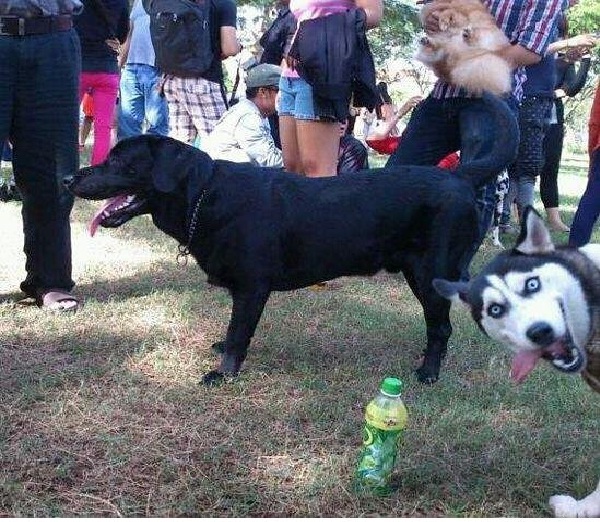 Dog on dog-Dog Photo Bomb