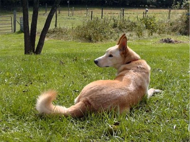 The Carolina Dog-Rare Dog Breeds