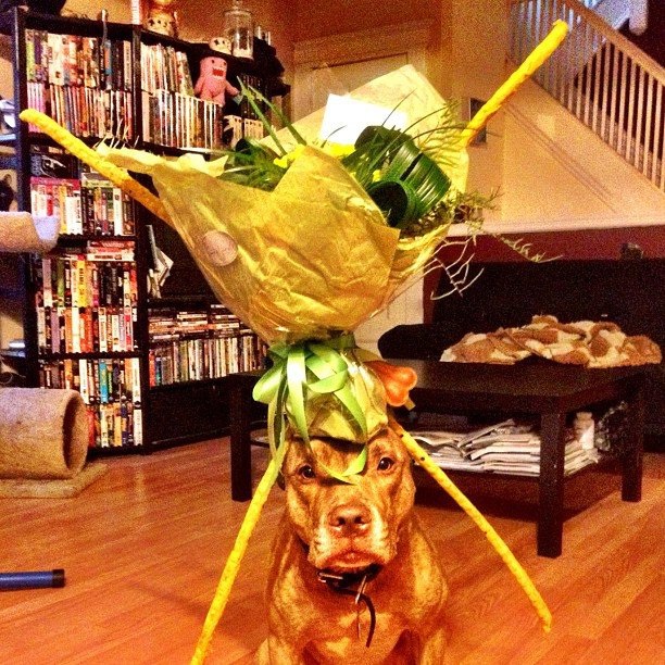 Unreal-Patient Dog Named Scout Who Can Balance Anything On His Head