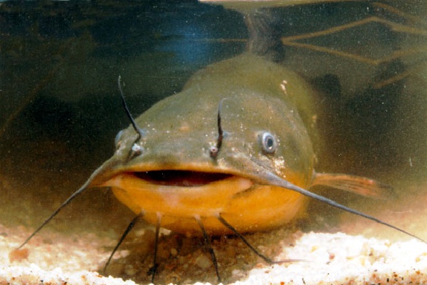 Catfish-Most Consumed Sea Foods