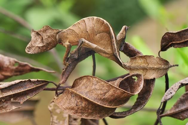 Stick Insect-Amazing Camouflage Animals