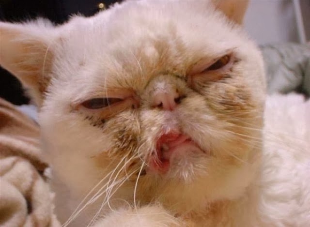 This cat is not impressed-Ugliest Cats Ever