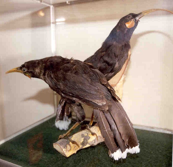 Huia Bird-Extinct Animals That Science Could Bring Back From The Dead