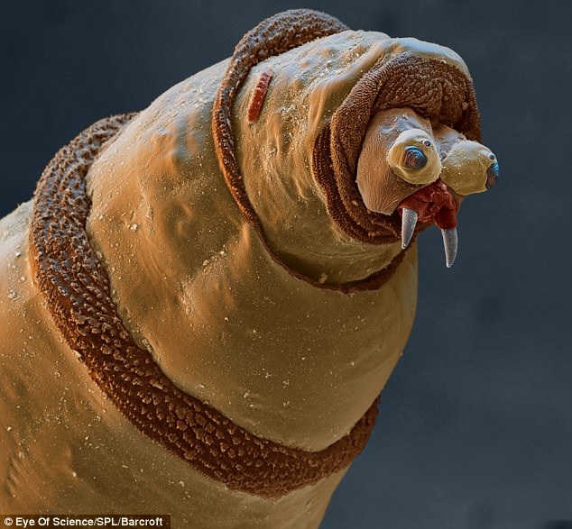 The maggot-Animals You Won't Believe Are Real