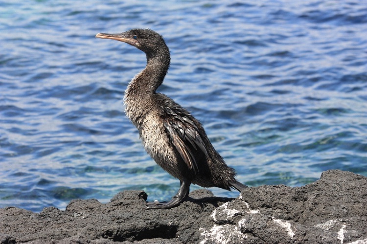 Flightless Cormorant-Birds Which Cannot Fly