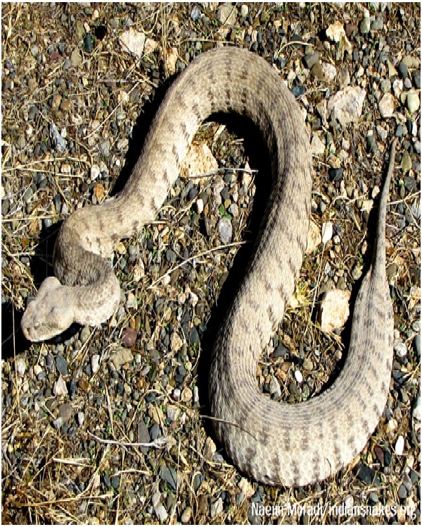 Lebetine Viper-Most Dangerous Snakes In The World