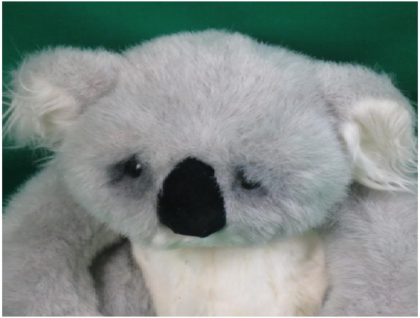 Sad-Looking Koala Bear-Adorable Sad Animal Pictures