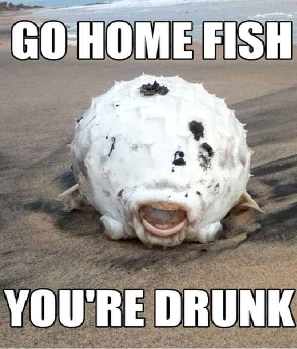 Drunk Fish-Best Go Home, You're Drunk Memes