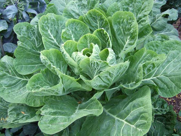 Prevent Cancer-Health Benefits Of Eating Green Vegetables