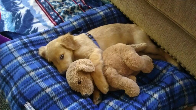 Two puppies-Baby Animals With Stuffed Toys