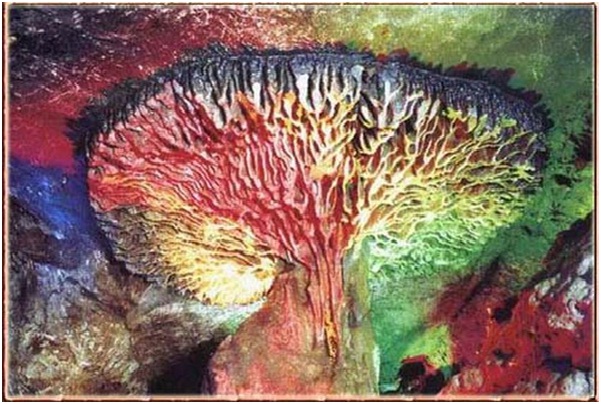 Artist Mushroom-Amazing Looking Mushrooms
