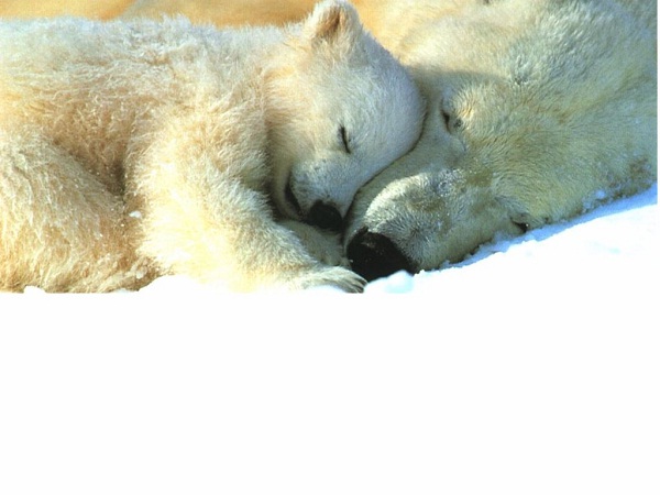 Hibernation-Polar Bear Facts