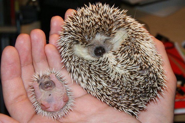 Baby Hedgehog-Cutest Baby Animals