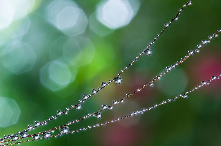 Strings of Diamante-Amazing Water Droplet Photography By Miki Asai