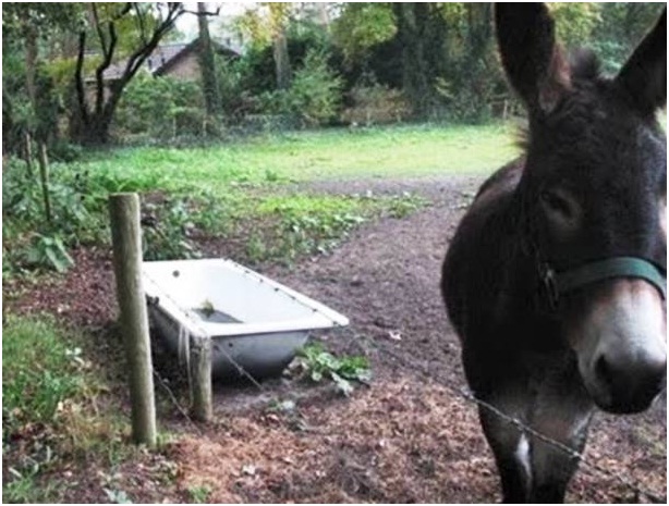 That Donkey can't sleep there.-Most Bizarre Laws