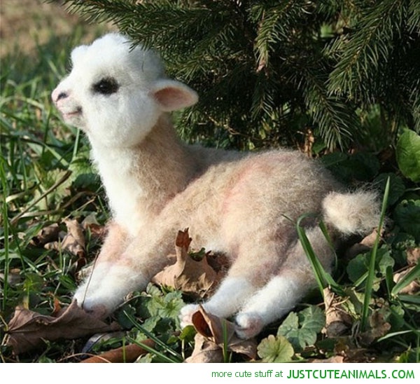 Lamb-Adorable Baby Animals