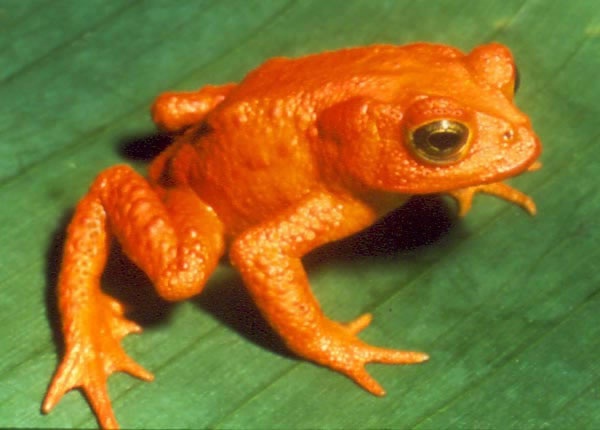 Golden Toad-Recently Extinct Animals