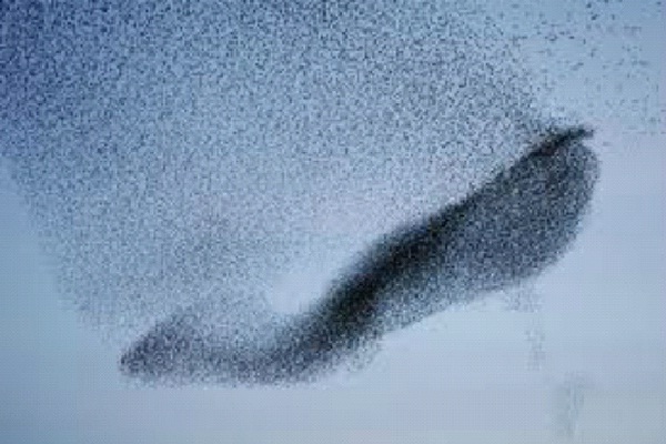 Antacid-Most Amazing Bird Formations In Sky