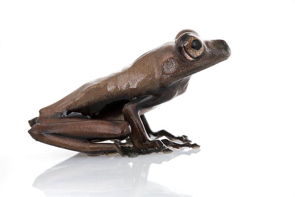 50 vacuum packed frogs-Most Amazing Things Ever Found In Abandoned Luggage