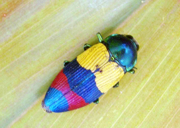 Temognatha Alternata-Cutest Bugs Ever