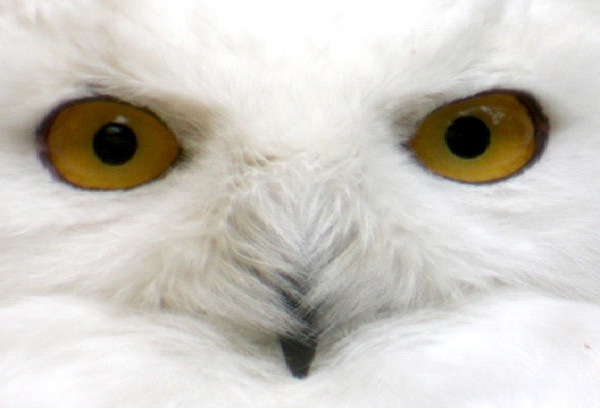 Snowy Owl-Most Aggressive Birds