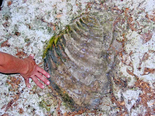 Giant clam-Bizarre Prehistoric Bugs