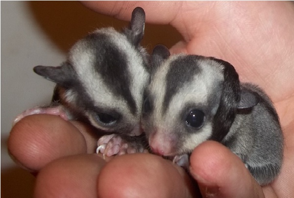 Sugar Glider-Unusual Pets That Are Legal To Own
