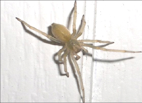 Yellow Sac Spider-Dangerous Spiders In The World