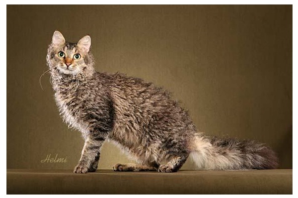 La Perm-Unusual Cat Breeds