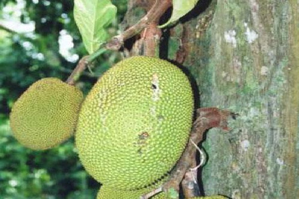 Jackfruit-Most Popular Exotic Fruits