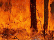 Someone Set a Forest on Fire-15 People Reveal Their One Secret That Can Ruin Their Life If It Came Out