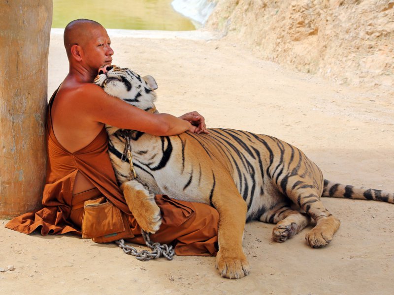 A Buddhist Monk With A Tiger-13 Awesome Pictures That Will Make Your Day