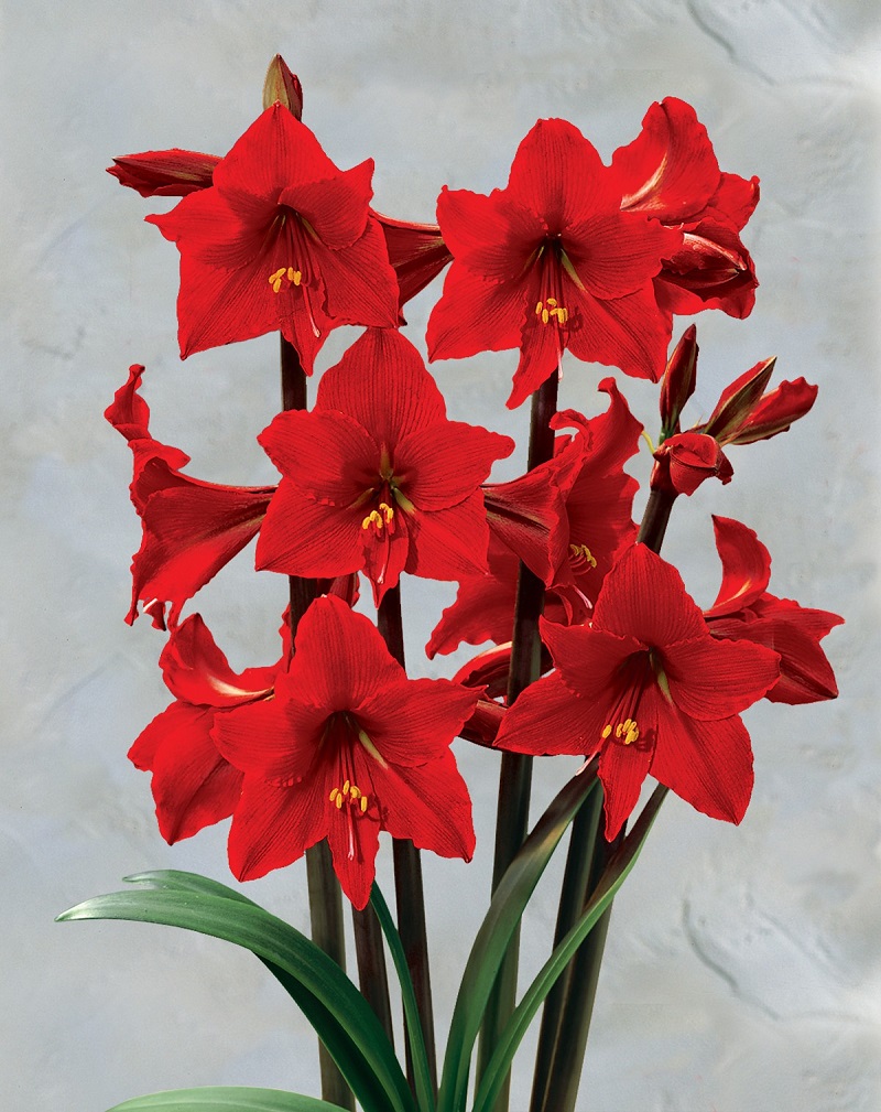 Amaryllis-12 Most Beautiful Flowers In The World