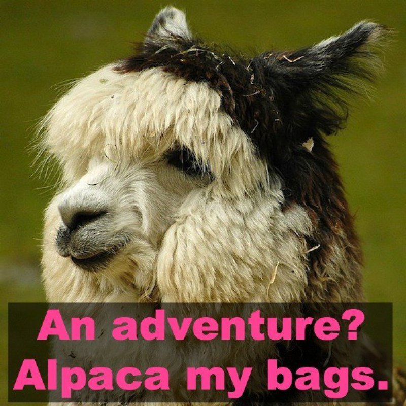 An Adventure? Alpaca My Bags!-12 Hilarious Animal Puns That Will Make You Lol