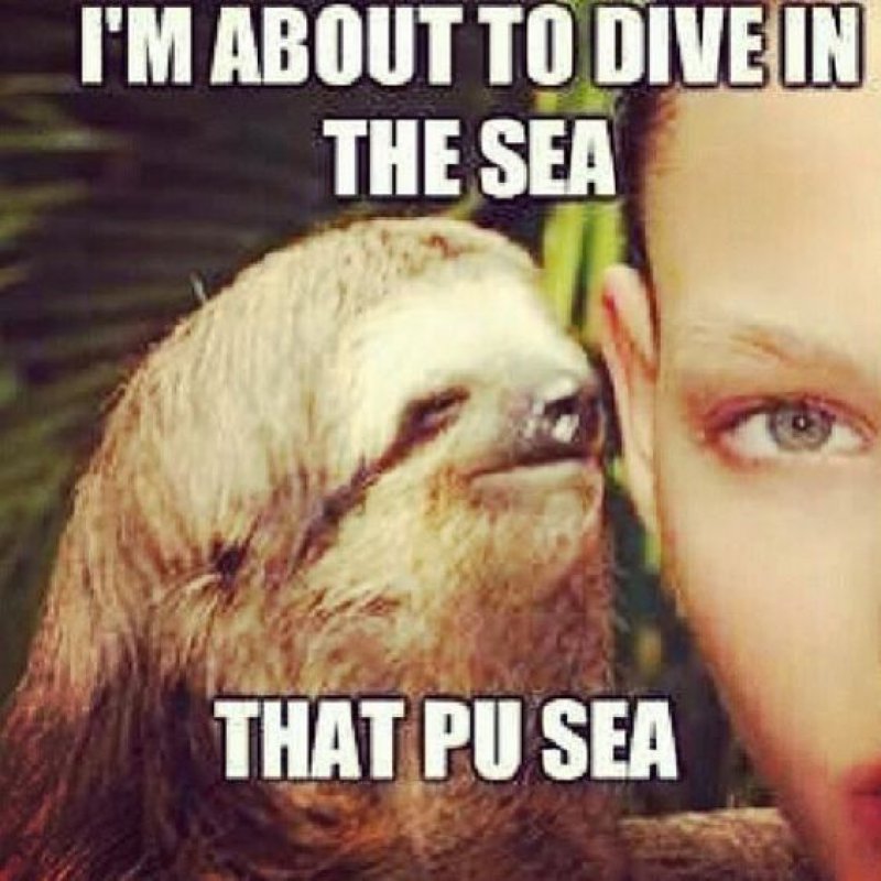 Another Hilarious Sloth Meme.