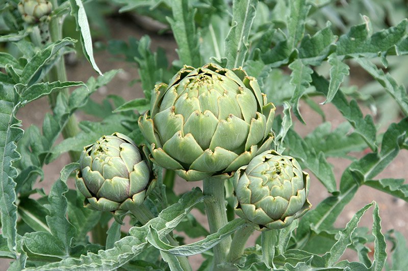 Artichokes-15 Easy Ways To Get Slim Fast And Efficiently