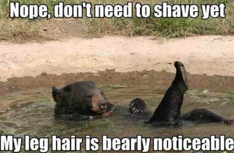 Bearly Noticeable-12 Hilarious Bear Puns That Will Make You Cry
