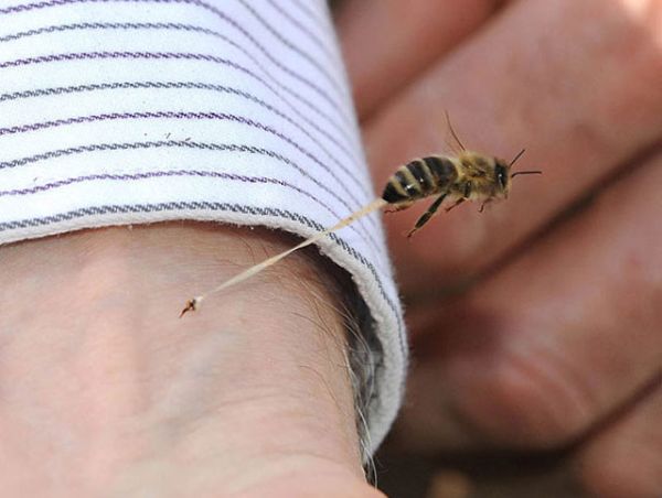 How Honey bee stings-Perfectly Timed Mind Blowing Photos