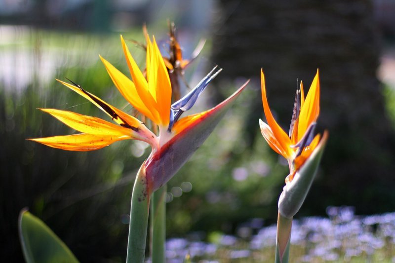 Bird Of Paradise-12 Most Beautiful Flowers In The World