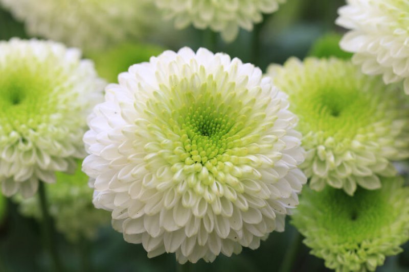 Chrysanthemum-12 Most Beautiful Flowers In The World