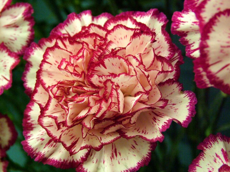 Dianthus (Carnations)-12 Most Beautiful Flowers In The World