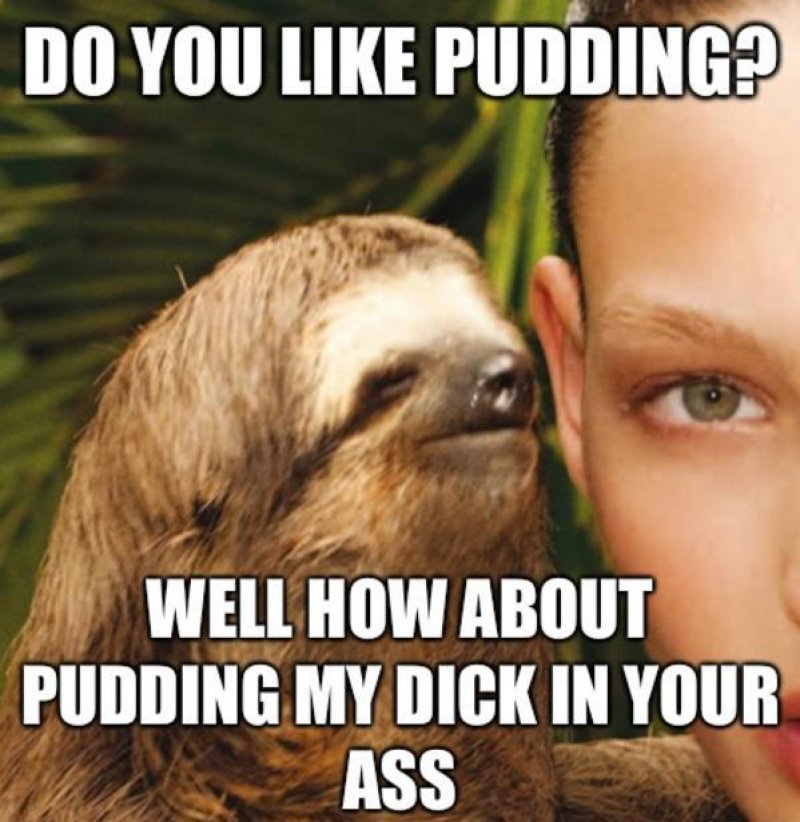 Do You Like Pudding?-12 Funny Rape Sloth Memes That Will Make You Lol